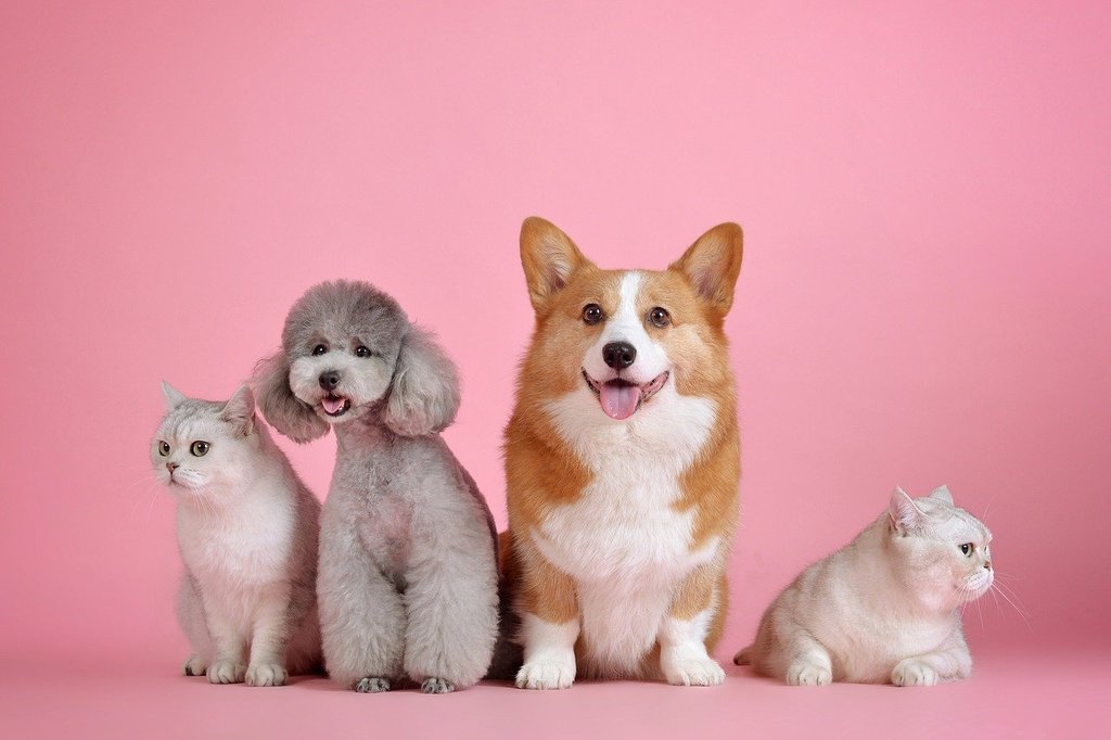 Comment traiter efficacement les vers intestinaux chez le chien ?